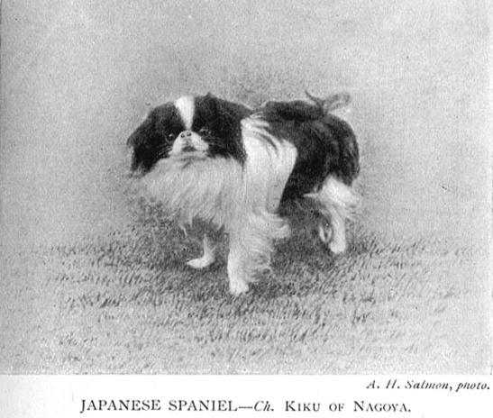 In the late 1800 s and early 1900 s the two breeds were very similar in appearance with Chins tending to breed true as opposed to the Pekingese which did