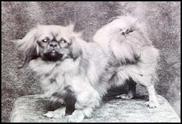 Forty-one years after the breed s appearance in England, a Peke was shown in Philadelphia by Mrs.