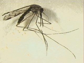 of Mosquitoes Aedes