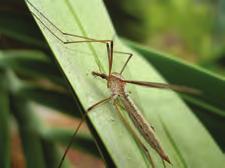 San Gabriel Valley Mosquito & Vector Control District CRANE FLIES Often called mosquito hawks, harmless crane flies are much larger than mosquitoes and cannot bite or transmit any diseases to people.