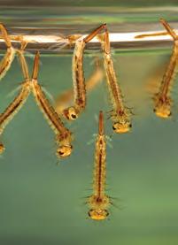 Larvae hatch from eggs within days after contact with water. Larva Larvae are often found at the surface of the water where they breathe and feed.