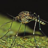 San Gabriel Valley Mosquito & Vector Control District Aedes Many Aedes inhabit coastal marshes and irrigated pastures or breed in containers and tree holes.