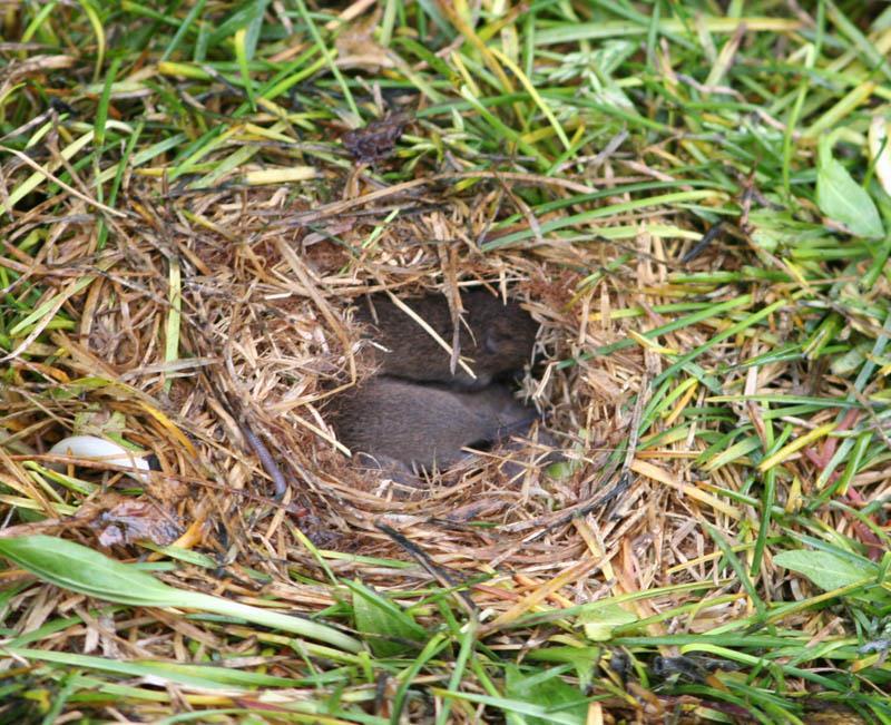 Specific behaviors Nest building Will readily build nests with a variety of substrates Breeding femaleprotection of pups Non-breeding micethermoregulation,