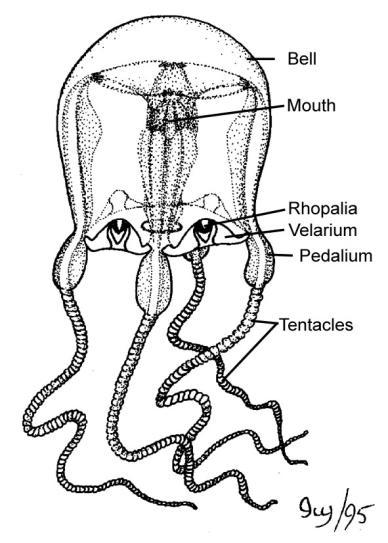 Cnidarians: Simple Animals with a Sting! http://www.oceanicresearch.org/education/wonders/cnidarian.html 1. List the characteristics of the phylum Cnidaria. Name: Per: Date: 2.