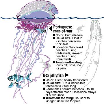 Not only is the venom directed towards nervous systems like ours, but it is also particularly potent. Jellyfish don t have hands or feet, Seymour remarks. They have to kill and kill instantly.