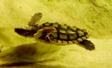 Exploring Lowcountry: Sea Turtles The Lowcountry region of the United States plays an important role in the life cycle of Loggerhead, Leatherback, Green, Hawksbill, and Kemp Ridley Sea Turtles.