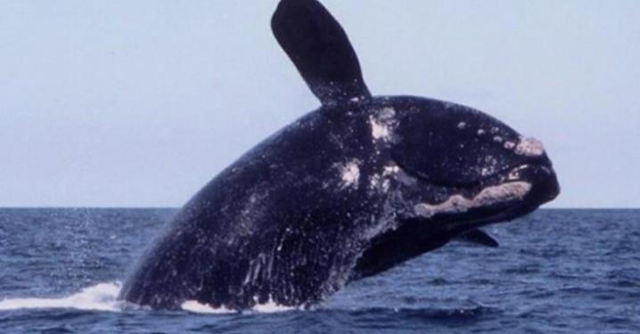 Exploring Lowcountry: North Atlantic Right Whale History and Conservation Grades 6-12 North Atlantic Right Whales are some of the largest baleen whales in the ocean.