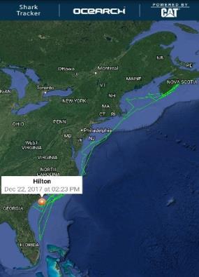 Immature sharks Savannah and Yeti are pinging in here in Lowcountry!