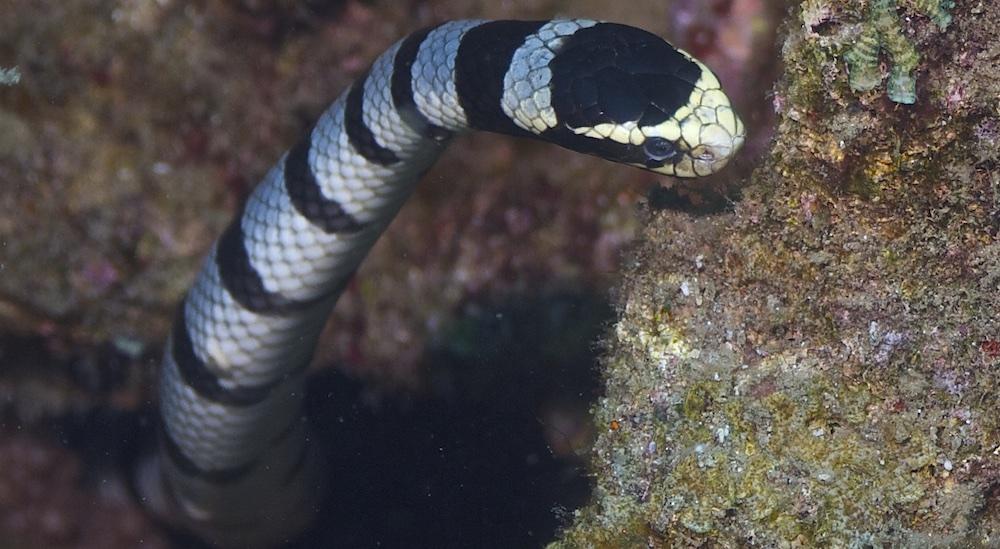 Super Toxic Thailand Sea Snakes Laticauda colubrina. Also known as colubrine sea krait or yellow-lipped sea krait. 2012 Elias Levy at Flickr.com.