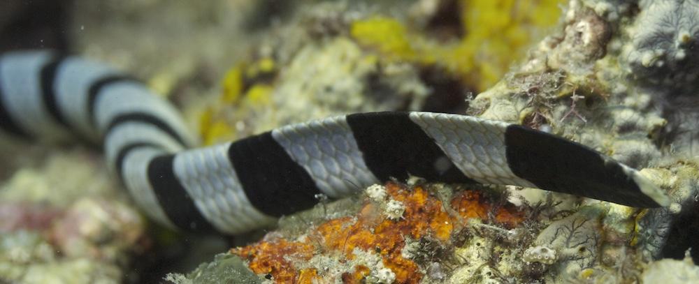 far as 160 kilometers (99 miles) inland from the sea. Appearance Sea snakes have small eyes, small mouth, and some adaptations for breathing while on the surface of the ocean.