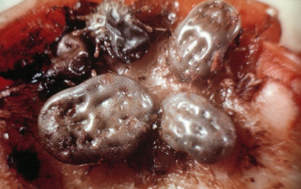 External Parasites on Horses 12 The two most common species in include one hard tick, the tropical horse tick, and one soft tick, the spinose ear tick (Figure 19).