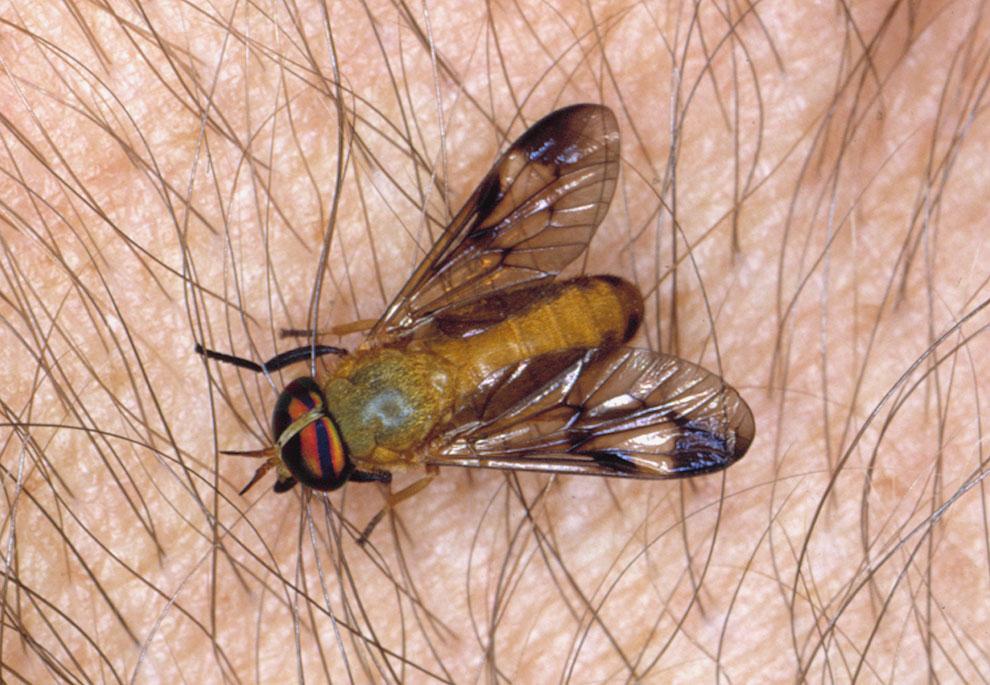 External Parasites on Horses 4 Other Biting Flies Stable Flies The stable fly (Figure 7), is similar to the house fly in size and color, but the bayonet-like mouthparts of the stable fly