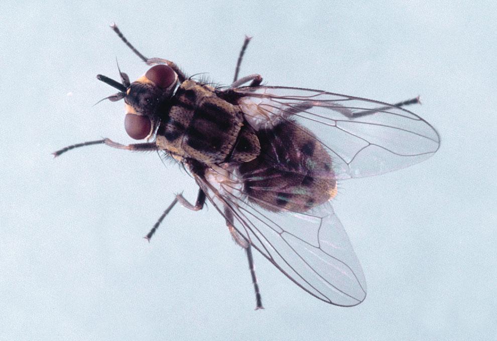 Deer fly. Credits: James Castner, University of to ooze for up to eight hours. These wounds are excellent sites for secondary invasion of screwworm and also cause much blood loss.