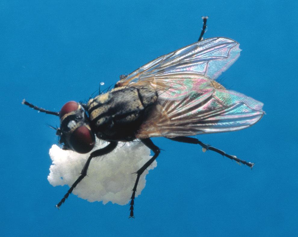 These blood-feeding flies do not develop in horse manure but migrate to horses from cattle pastures. They do feed on horses and may build to more than 65 flies per animal.