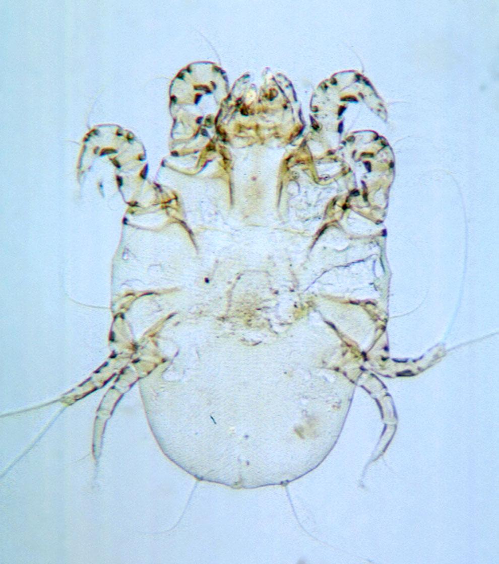 Under certain conditions man may become infested with this mite. Figure 15. Horse biting louse on horse hair. Credits: J. F. Butler, University of fluid discharged at the tunnel openings dries to form dry nodules.
