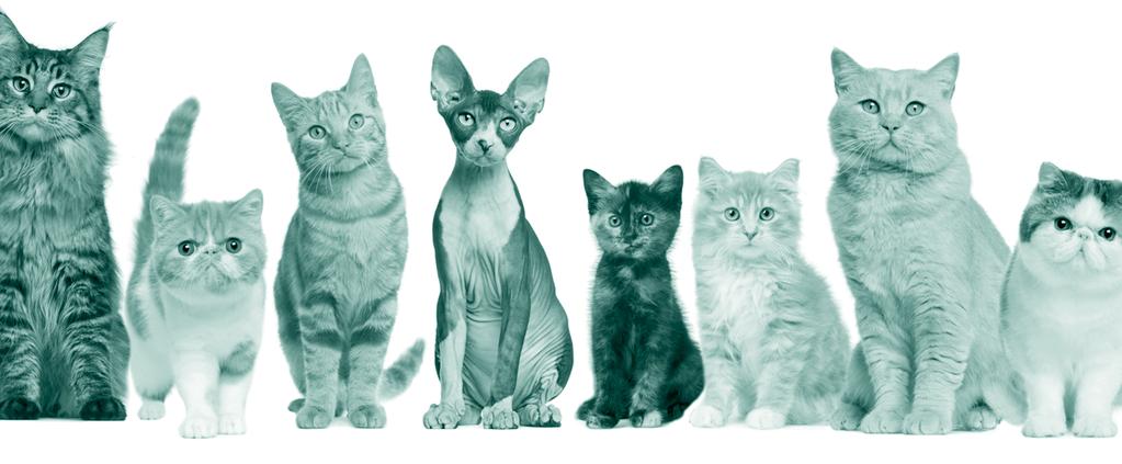 An Overview of Feline Diseases & Traits Genetic Pet Care The following details provide some general information (educational) on feline diseases symptoms and diagnosis.