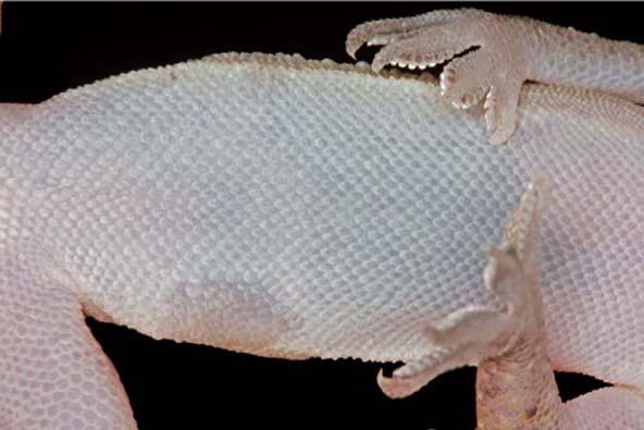 8 mm, n ¼ 4) than those reported in other regions (maximum adult body size: 65 73 mm), 11,22 but similar to the specimens measured in UAE (mean adult body size: 57.33 mm, range: 57 58 mm, n ¼ 3).