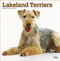 lakeland terriers