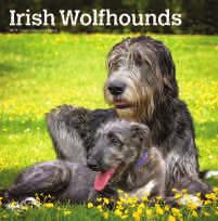 WolFHounds Stock