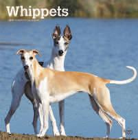 wheaten terriers