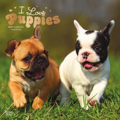 With all that boundless energy for play, those irresistible eyes, and the flaps upon flaps of skin to fill, puppies are just
