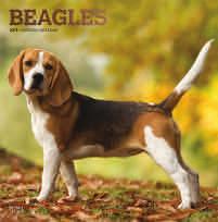 Beagles Bearded