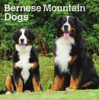 terriers Bernese m.