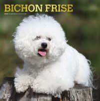 BicHon Frise