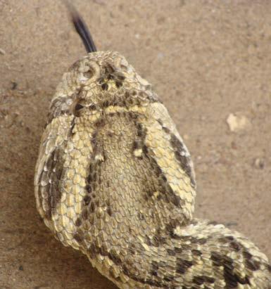 Fig. 4. The head of the Puff Adder Berg Adder Bitis atropos (Linnaeus, 1758). A small snake (30 40 cm), with characteristic dark arrow mark on the top of the head, flanked with white stripes.