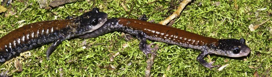 140 Photo by DAVID DENNIS Fig. 1. Plethodon yonahlossee (Yonahlossee Salamander) during courtship in the field.