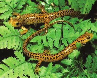 141 COLOR REPRODUCTION SUPPORTED BY THE THOMAS BEAUVAIS FUND Photos by DAVID DENNIS Fig. 2. (left) Eurycea longicauda (Long-tailed Salamander). Fig. 3.