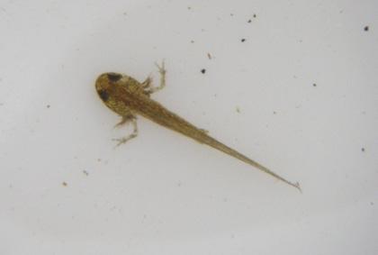 id guide Smooth newt Lissotriton vulgaris 3 2 A very common newt in