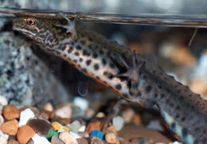 Look out for smooth newts in gardens and on allotments and nature reserves.