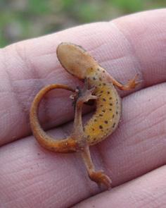 Females and juveniles can be very difficult to distinguish from smooth newts but they usually