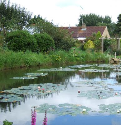 2 discover Where: Ponds and water features Why: Frogs, toads and newts all need to return to ponds to breed so this is a good place to start looking for them.