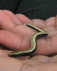 id guide Slow-worm Anguis fragilis Slow-worms look a bit snake-like but are actually a legless