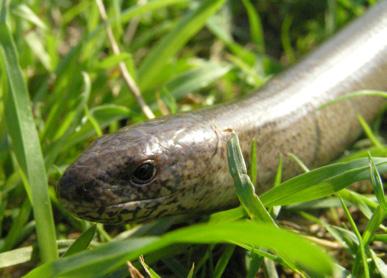 Slow-worms are usually bronze or gold coloured; females and juveniles have dark flanks and, often, a