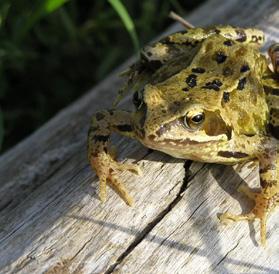 id guide Common frog Rana temporaria A firm favourite