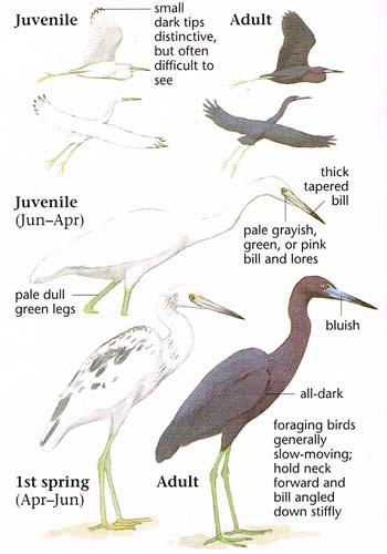 Little Blue Heron Medium-Sized, Slender Heron All Dark Long Neck,Dark Bill, and Legs Immature: White, with Pale,
