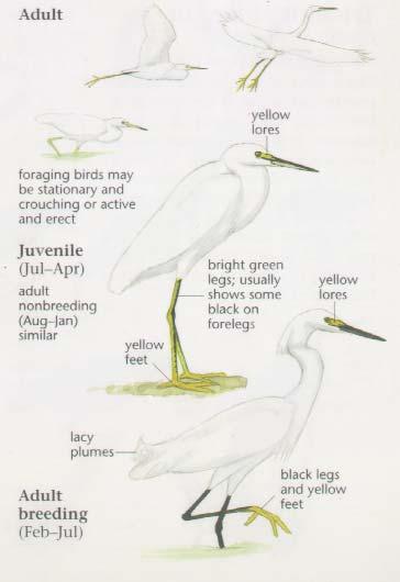 Snowy Egret Medium-Sized, Slender All-White Heron Back Legs and Yellow Feet Long, Thin Neck, Bill, and