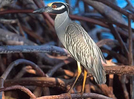 Yellow-Crowned Night