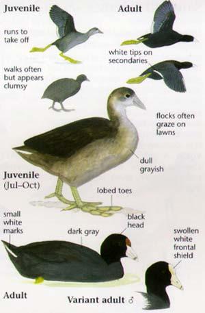 American Coot All Black Swims and Dives White Bill with Black Mark Near Tip Triangular Bill, Like a Chicken's, Not