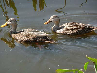 Mottled Ducks (Brighter-billed