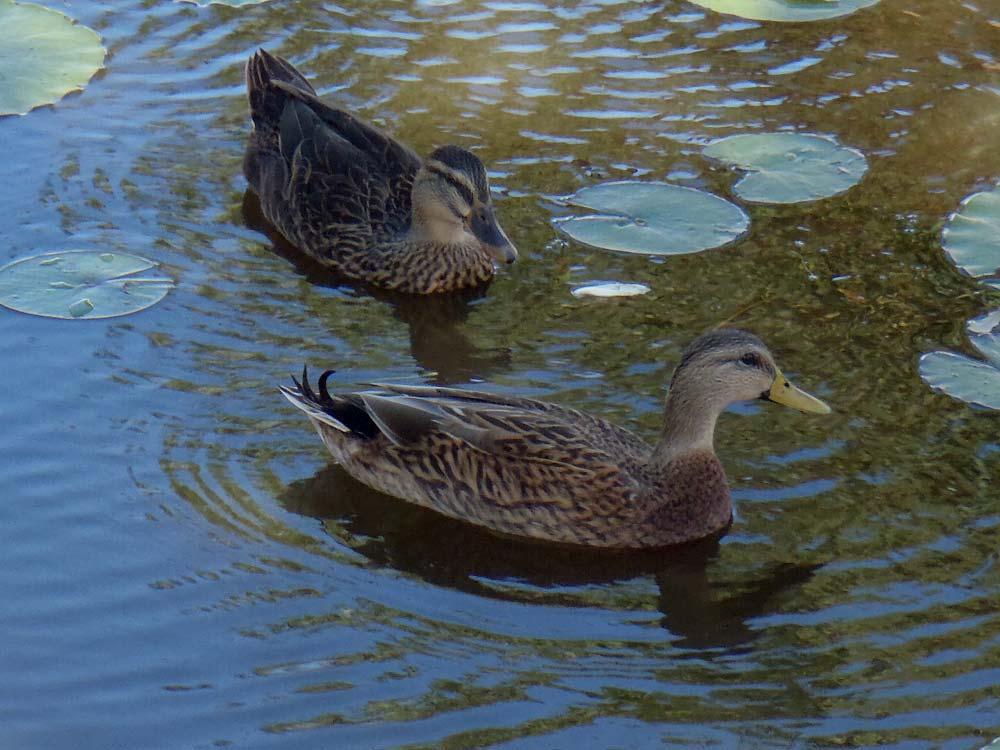 Mottled Ducks in Osprey Pond (Female left,