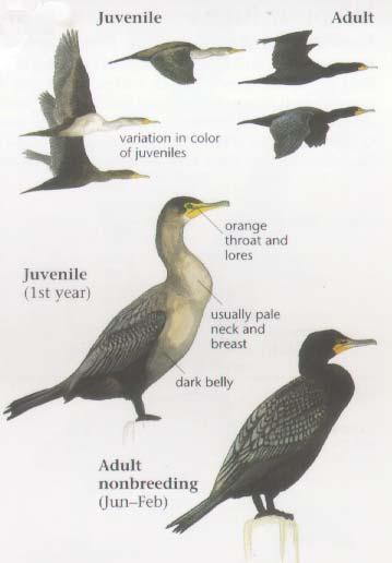 Double-Crested Cormorant Large, Dark Water Bird Long Body and Long Neck Medium-Sized Bill Is Blunt or Hooked at Tip Legs Short and Dark Moderately Long Tail Bare Skin around Face Orange Often Sits