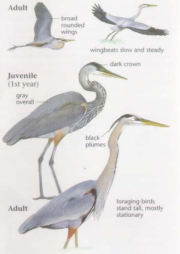 Great Blue Heron Large, Gray Bird Long, Brownish or Greenish Legs Long, "S"-Shaped Neck Long, Thick, Yellow Bill White Crown Stripe Black Plume Extending from Behind Eye to Off the Back of the Neck