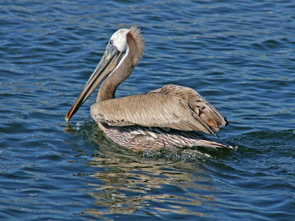 Brown Pelican (seen
