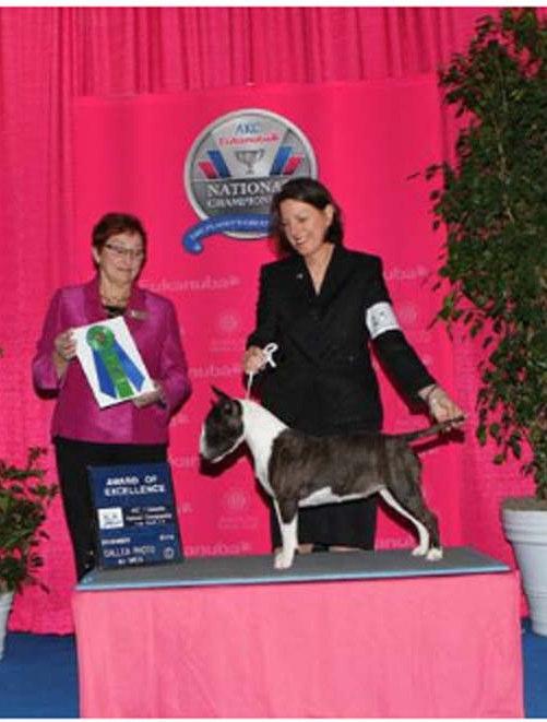 /.( Continued Beverly Krautler Owner/Handler/Breeder Menusha Mini Bull Terriers CH Menusha's What Little Girls R Made Of Award of Excellence Thank you, Judge Mrs. Lynne M.