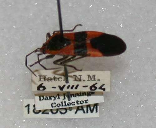 Seed Bugs Class Insecta, Order Hemiptera Univ CA Archive, Univ CA, Bugwood.