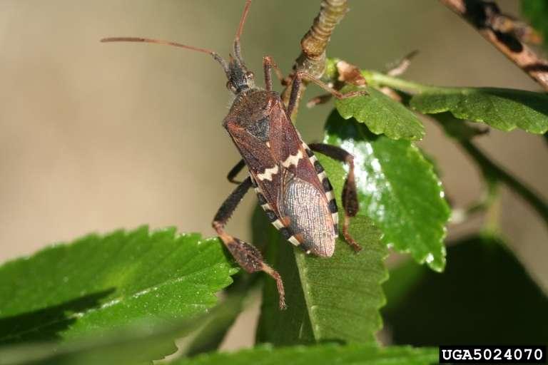 Leaf-footed Plant Bug Class Insecta, Order Hemiptera Leptoglossus clypealis. Photo: Whitney Cranshaw, Colorado State University, Bugwood.